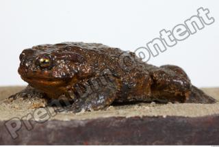 Toad - Bufo bufo 0022